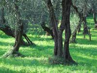 Olivenhain im Abendlicht